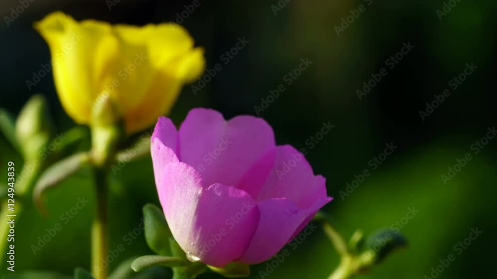Time lapse of portulaca flower blooming
Time lapse of portulaca flower blooming