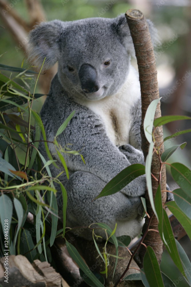 Fototapeta premium koala bear