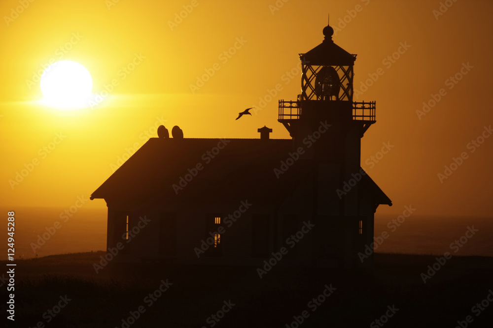 lighthouse silhouette n bird
