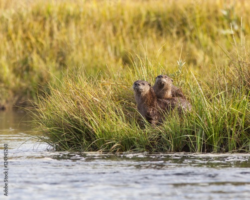 Cute River otters posing