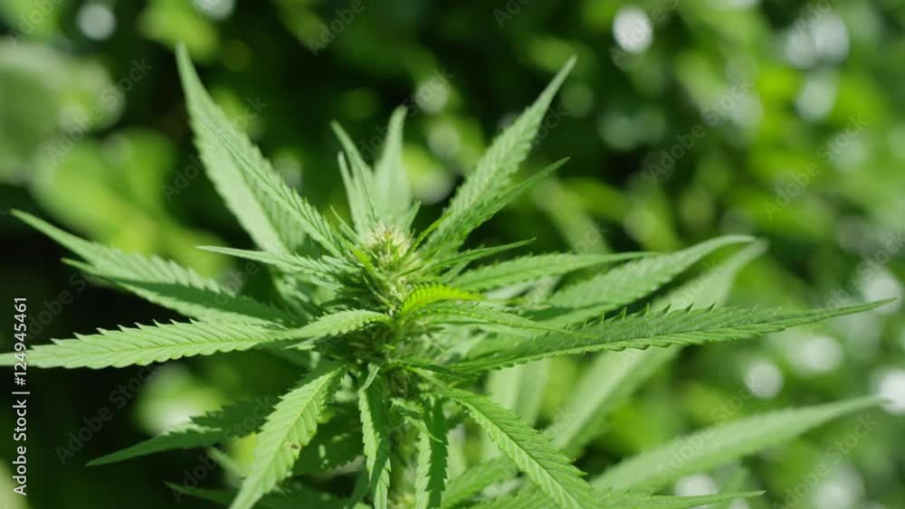 CLOSE UP, DOF: Amazing marihuana plants flowering and forming big buds CLOSE UP, DOF: Amazing marihuana plants flowering and forming big buds