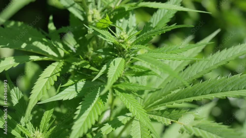 CLOSE UP, DOF: Stunning marihuana plants flowering and forming big buds CLOSE UP, DOF: Stunning marihuana plants flowering and forming big buds