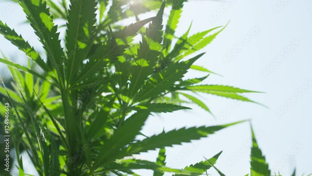 CLOSE UP, DOF: Amazing hemp plants flowering and swaying in summer breeze CLOSE UP, DOF: Amazing hemp plants flowering and swaying in summer breeze