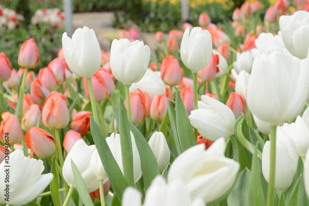 Naklejka premium colorful tulips. tulips in spring,colourful tulip.
