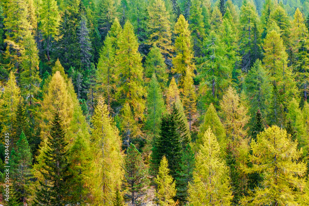 Aerial view of green pine forest in Dolomites Alps Aerial view of green pine forest in Dolomites Alps