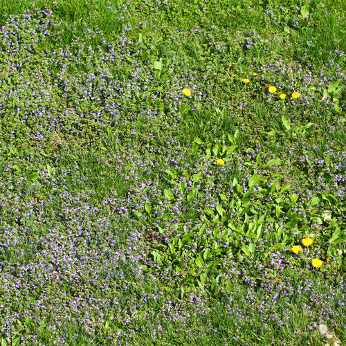 Reidential Lawn and Dandelions photo