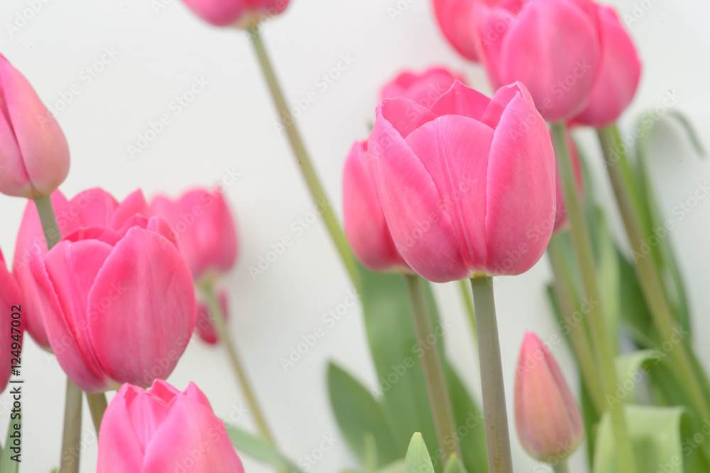 Fototapeta premium colorful tulips. tulips in spring,colourful tulip.