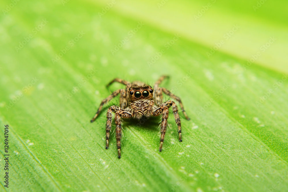 spider on green leave, spider, green spider on green leave, spider, green