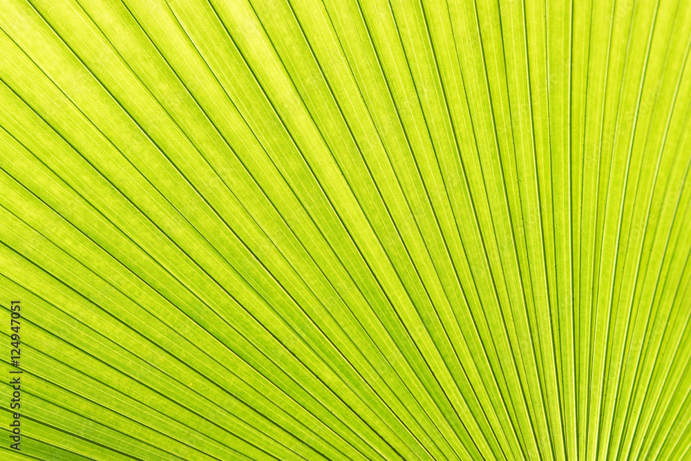 Sugar palm leaf texture background Sugar palm leaf texture background