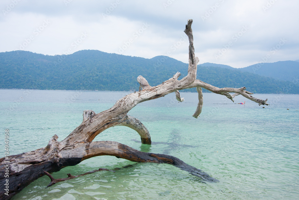 Dead Tree at Adang Rawee Beach Thailand Dead Tree at Adang Rawee Beach Thailand