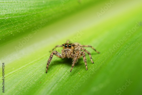 spider on green leave, spider, green © maewshooter