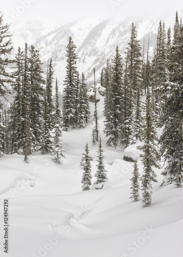 Teton Mountain Firtrees and Snow Drifts