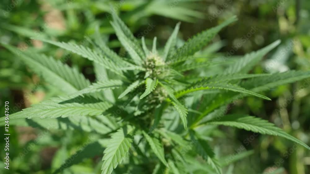CLOSE UP, DOF: Detail of flowering medical cannabis bud with visible trichomes CLOSE UP, DOF: Detail of flowering medical cannabis bud with visible trichomes