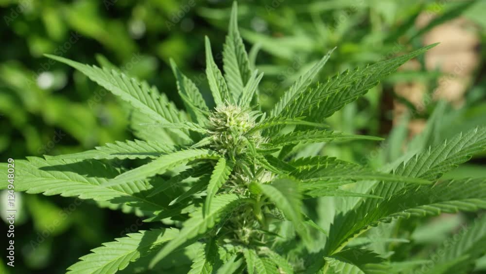 CLOSE UP, DOF: Detail of flowering marijuana bud with visible trichomes CLOSE UP, DOF: Detail of flowering marijuana bud with visible trichomes