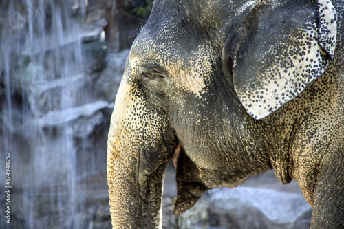 Photography asian elephant