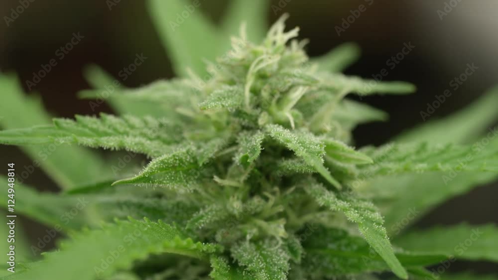 MACRO, DOF: Detail of flowering cannabis bud with visible crystals of THC MACRO, DOF: Detail of flowering cannabis bud with visible crystals of THC
