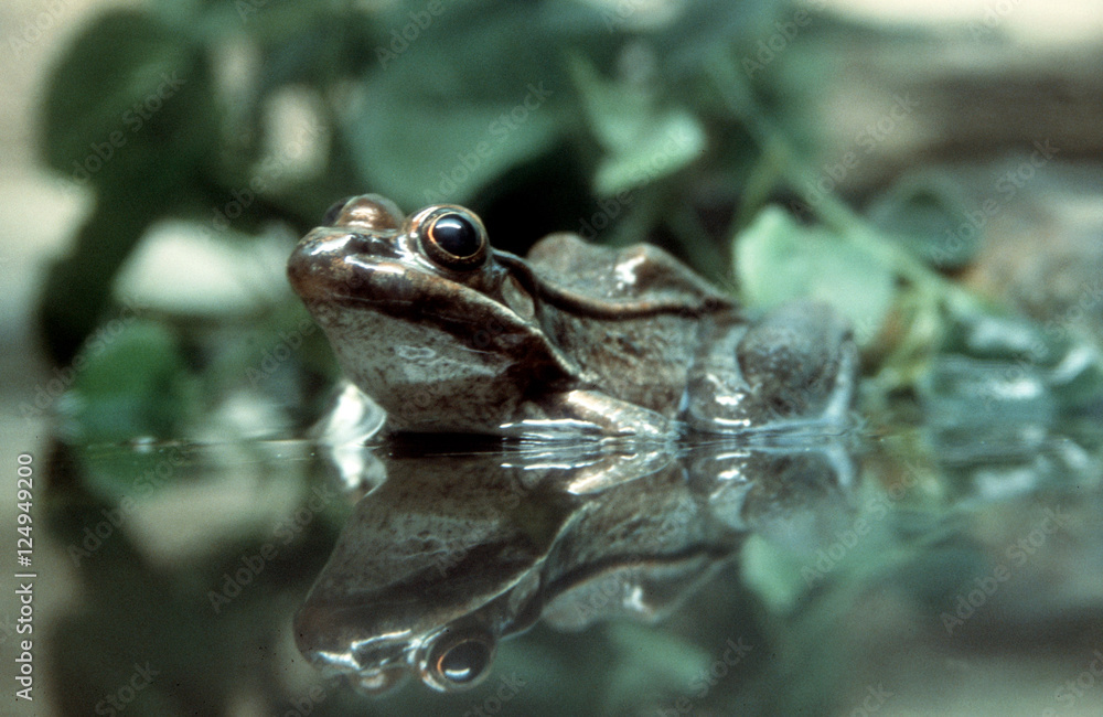 Fototapeta premium frog