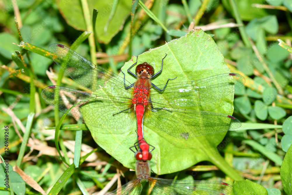 White-faced Meadowhawk (Sympetrum obtrusum) White-faced Meadowhawk (Sympetrum obtrusum)