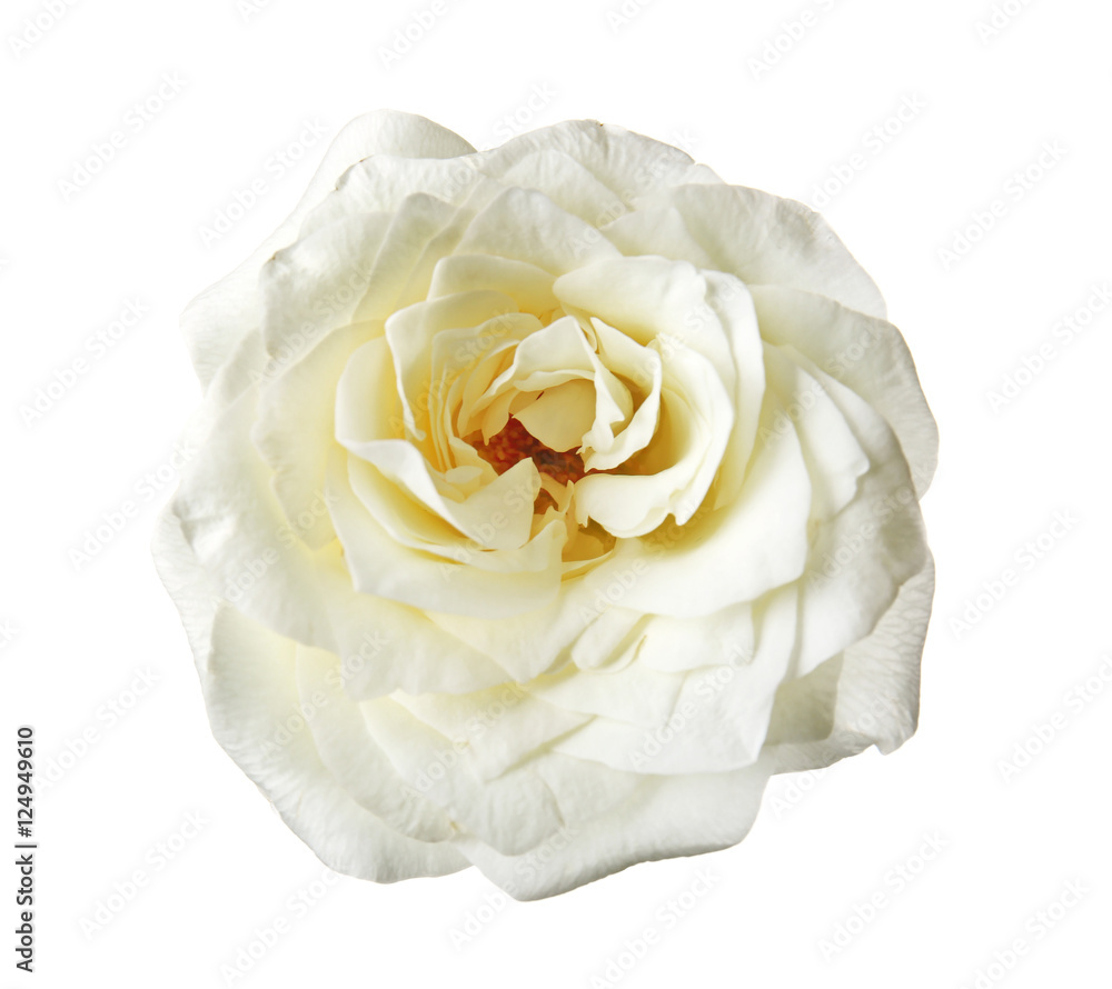Beautiful rose isolated on white Beautiful rose isolated on white