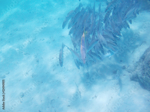 Wallpaper Mural fish in caribbean sea Torontodigital.ca