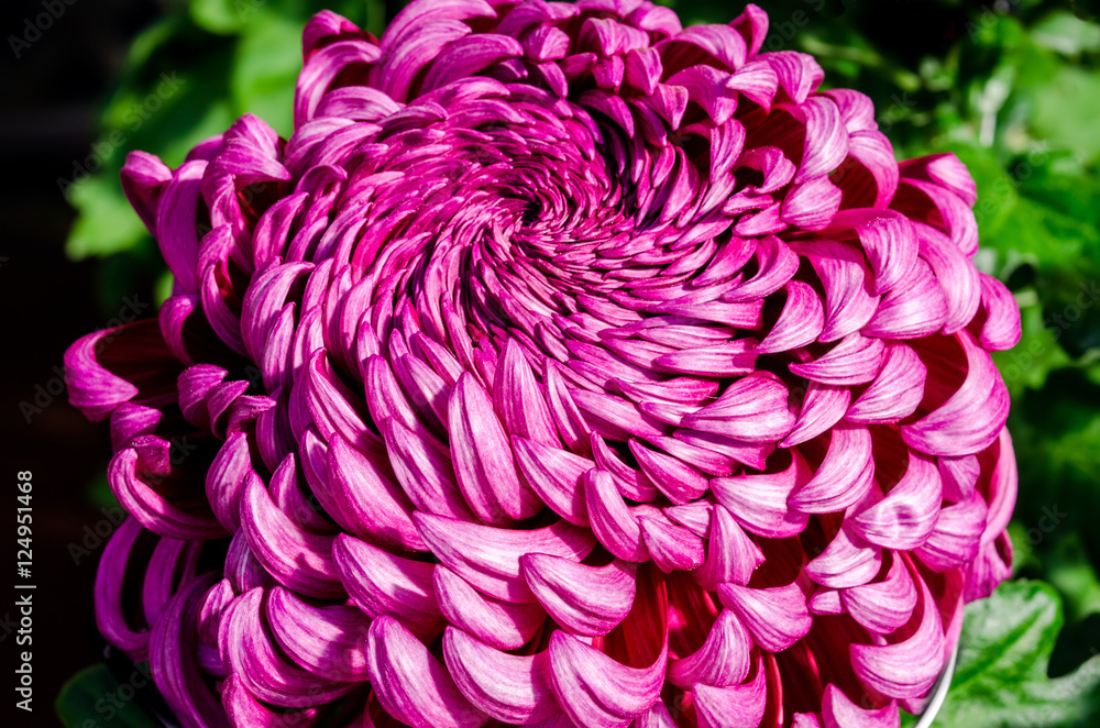 菊 大輪 日本 Large Flowered Chrysanthemum Kyoto Japan Stock Photo Adobe Stock