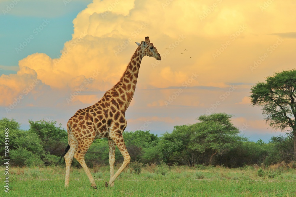 Naklejka premium Giraffe Bull - African Wildlife Background - Into the Storm