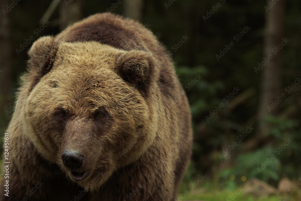 Big brown bear close-up in the forest