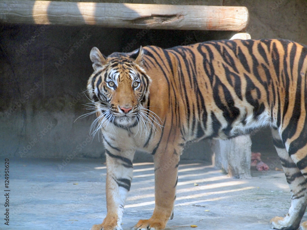 Obraz premium Royal bengal tiger