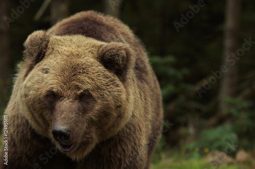 Big brown bear close-up in the forest