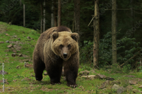 Wild brown bear walks in the forest looking angry