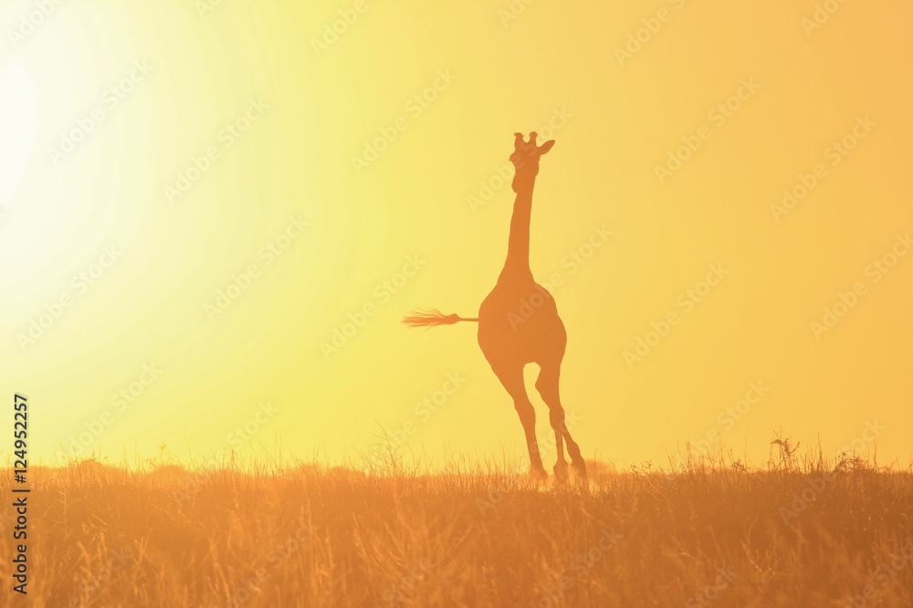Giraffe Background - African Wildlife - Sunset Gallop
