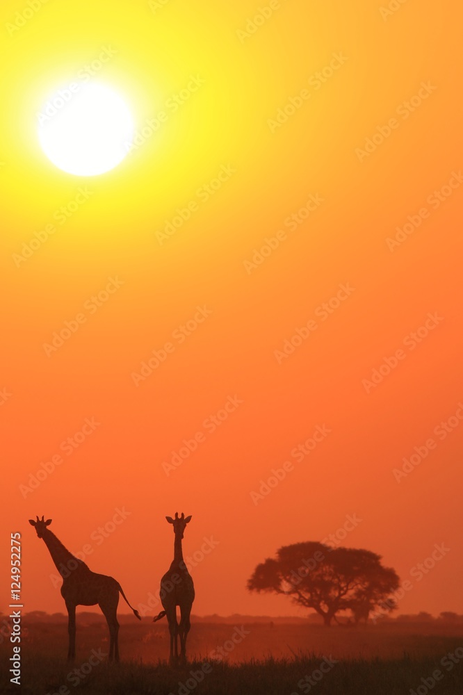 Fototapeta premium Giraffe - African Wildlife Background - Sunset Bliss and Tranquility