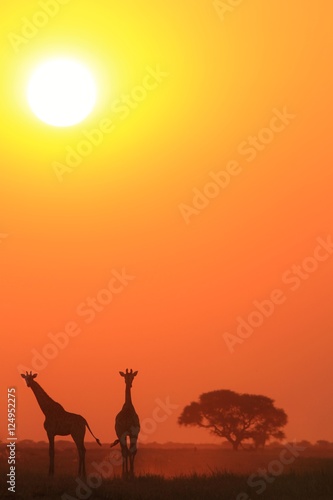 Giraffe - African Wildlife Background - Sunset Bliss and Tranquility