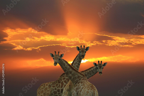 Giraffe - African Wildlife Background - Symbolic and Iconic 