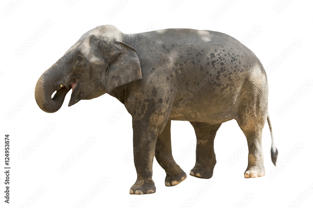 Image of an elephant on white background. Image of an elephant on white background.