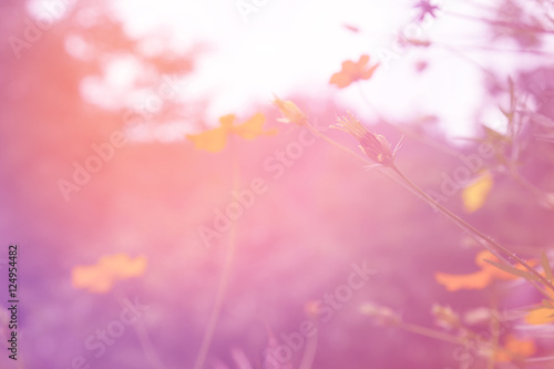 Soft blur abstract background with of cosmos flowers in the garden. Pastel color tone.
