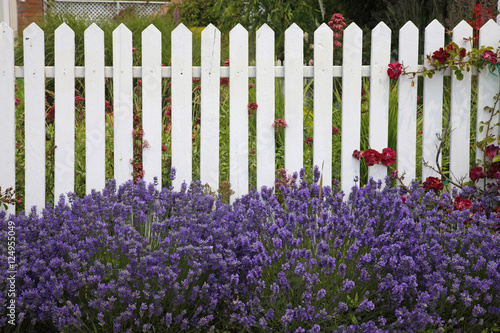 Fototapeta Naklejka Na Ścianę i Meble -  flowers on white fence