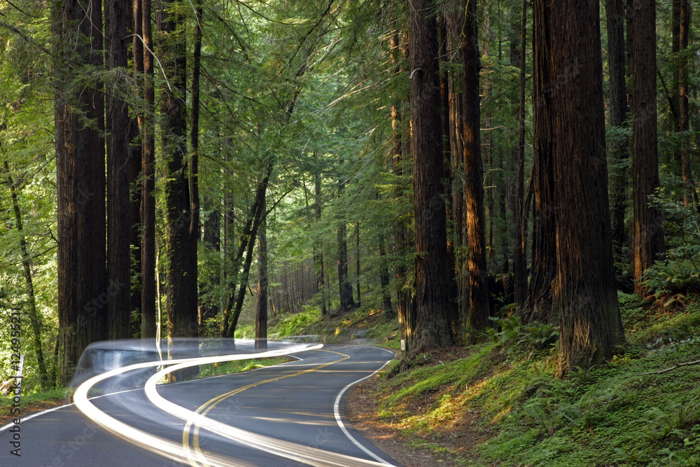 Obraz premium car headlights in redwoods