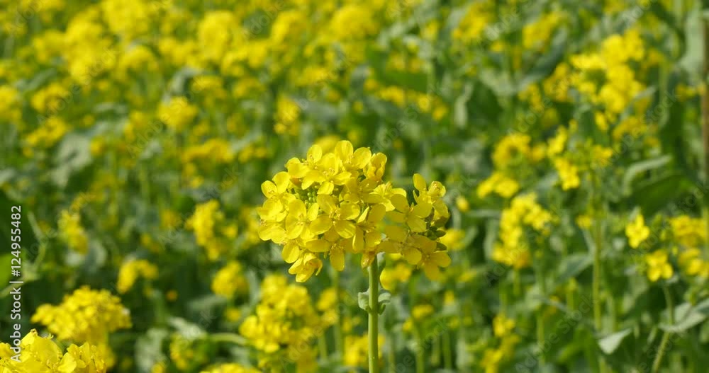 Gyeongju, Korea May 15 Rape canola in a field
Gyeongju, Korea May 15 Rape canola in a field