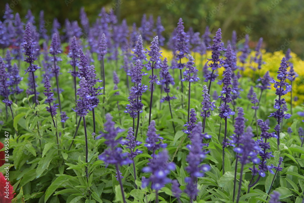 Fototapeta premium lavender flowers