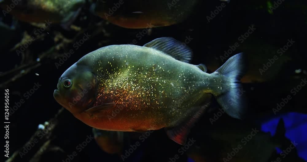 Fish close up in aquarium. Fish close up in aquarium.