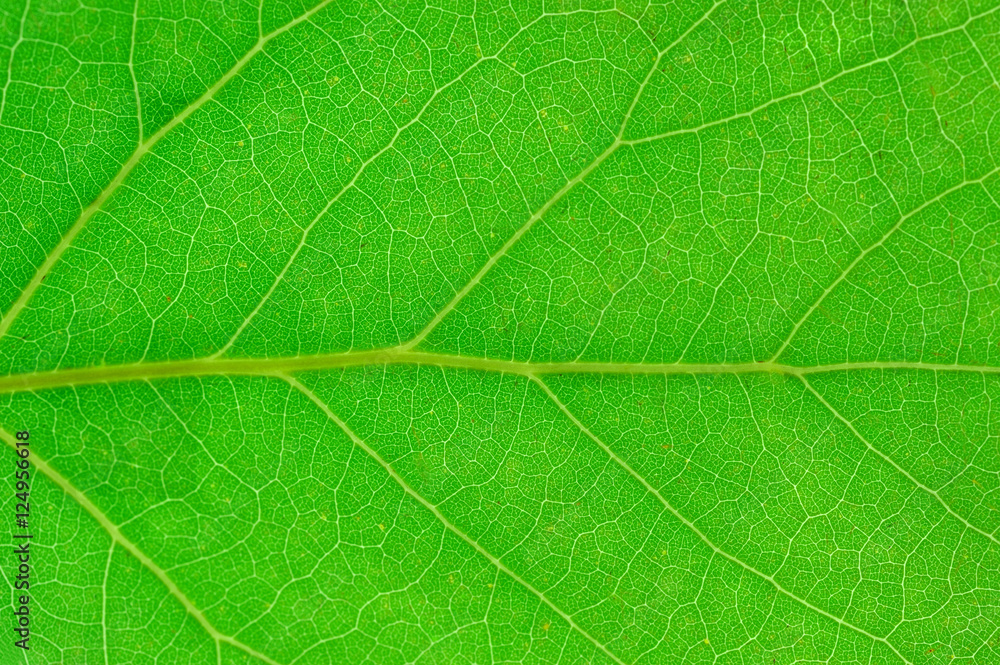 close up on green leaf texture background close up on green leaf texture background