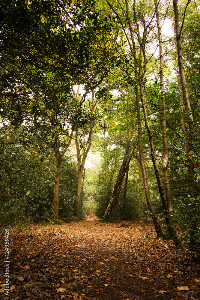Fototapeta premium Woodland scene at the start of autumn