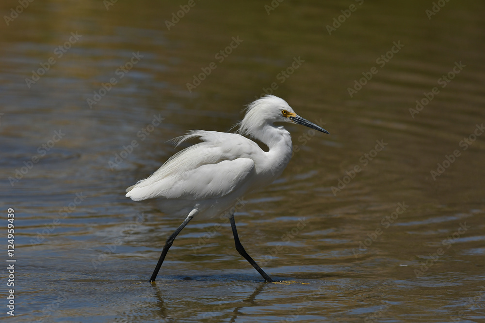 Snowy Egret on windy day on beach in California Snowy Egret on windy day on beach in California