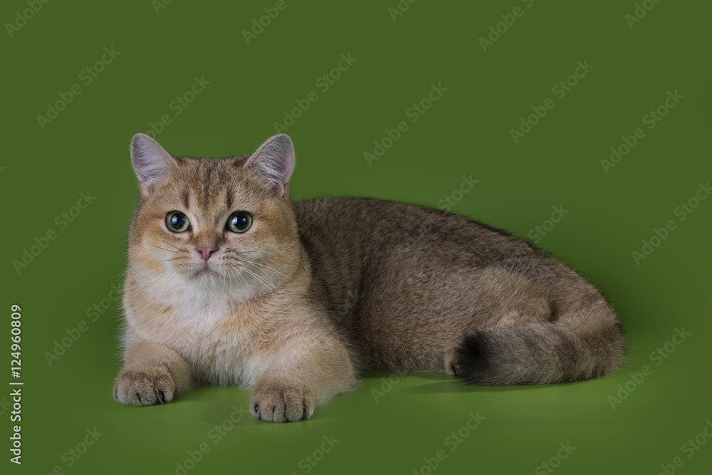 Obraz premium cat on a green background