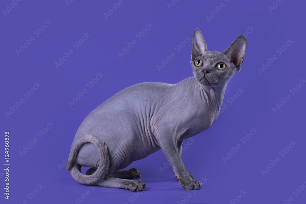bald cat on a blue background