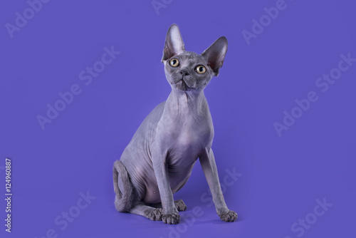 bald cat on a blue background