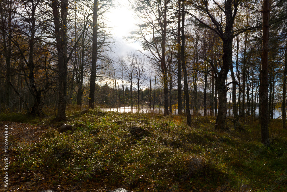 In the forest