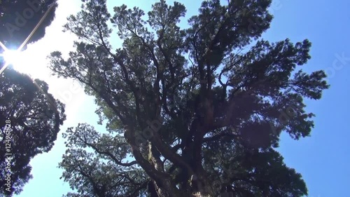 巨大な杉の御神木