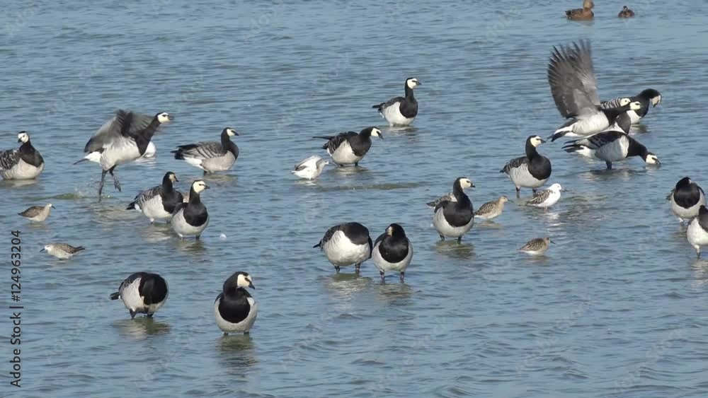 Barnacle goose and wading bird in the lake Barnacle goose and wading bird in the lake
